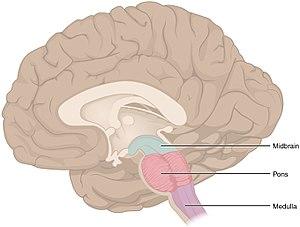 thumbnail of dbpedia resource