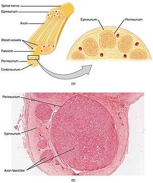 thumbnail of dbpedia resource