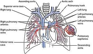 thumbnail of dbpedia resource