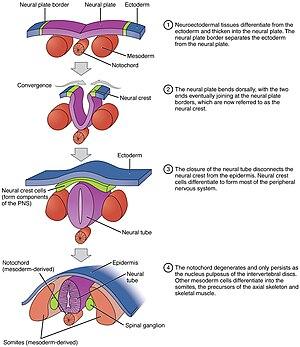 thumbnail of dbpedia resource