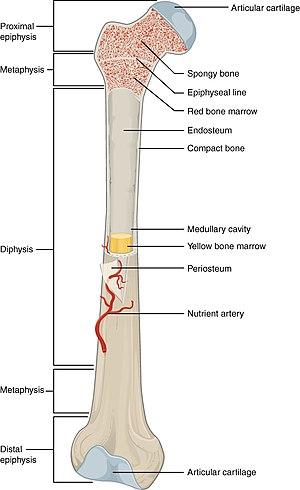 thumbnail of dbpedia resource