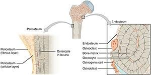 thumbnail of dbpedia resource