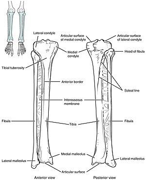 thumbnail of dbpedia resource