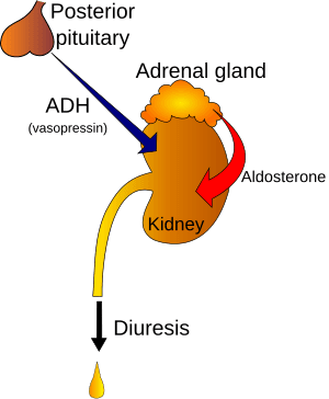 thumbnail of dbpedia resource