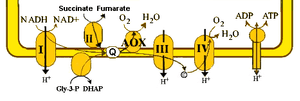 thumbnail of dbpedia resource