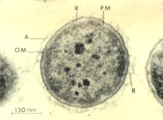 thumbnail of dbpedia resource