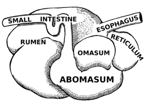 thumbnail of dbpedia resource