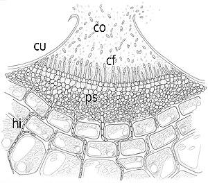 thumbnail of dbpedia resource