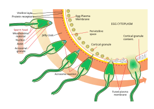 thumbnail of dbpedia resource