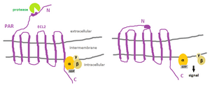 thumbnail of dbpedia resource