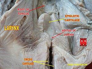 thumbnail of dbpedia resource