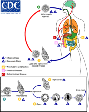 thumbnail of dbpedia resource