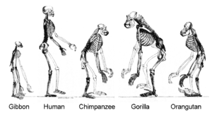 thumbnail of dbpedia resource