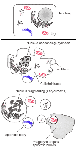 thumbnail of dbpedia resource