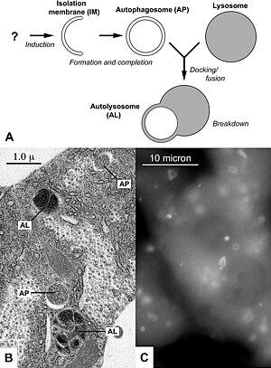 thumbnail of dbpedia resource