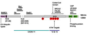 thumbnail of dbpedia resource