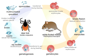 thumbnail of dbpedia resource