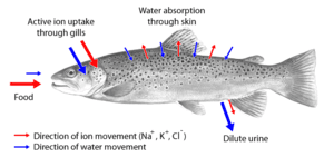 thumbnail of dbpedia resource