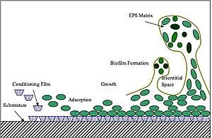 thumbnail of dbpedia resource