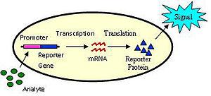 thumbnail of dbpedia resource