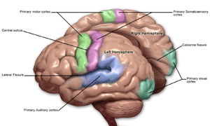 thumbnail of dbpedia resource