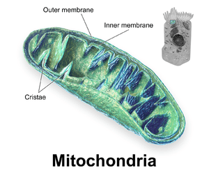 thumbnail of dbpedia resource