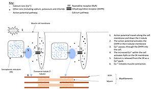 thumbnail of dbpedia resource