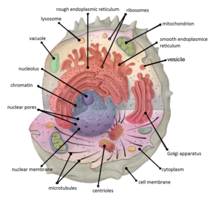 thumbnail of dbpedia resource