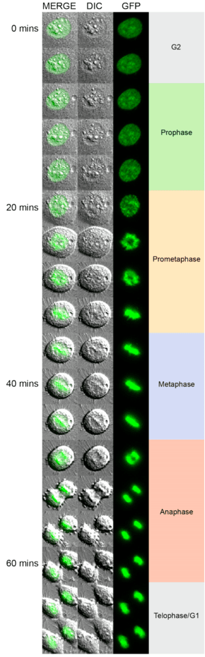 thumbnail of dbpedia resource