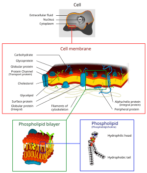 thumbnail of dbpedia resource