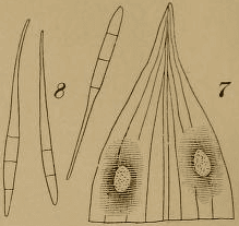 thumbnail of dbpedia resource