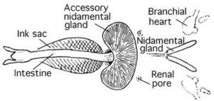 thumbnail of dbpedia resource