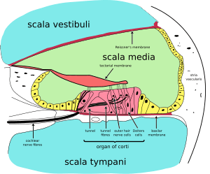 thumbnail of dbpedia resource