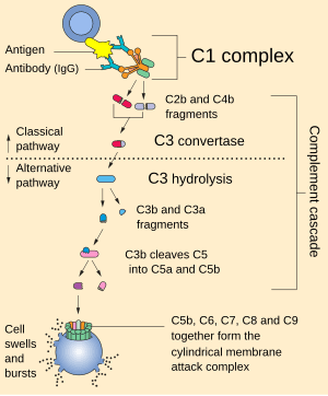 thumbnail of dbpedia resource