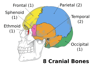 thumbnail of dbpedia resource