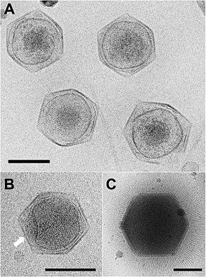 thumbnail of dbpedia resource