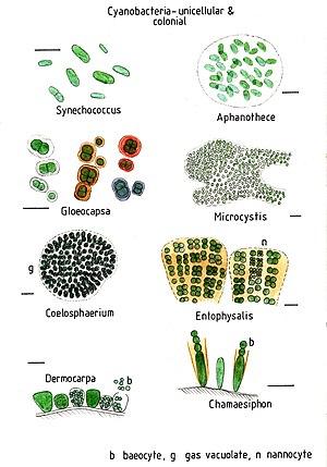 thumbnail of dbpedia resource