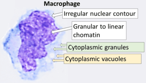 thumbnail of dbpedia resource