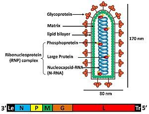 thumbnail of dbpedia resource