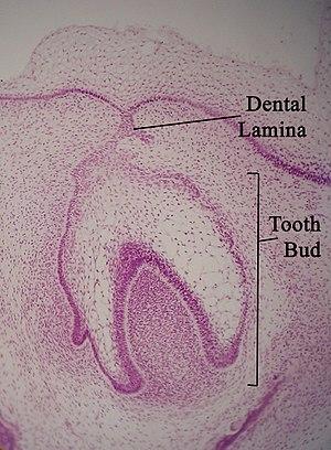 thumbnail of dbpedia resource