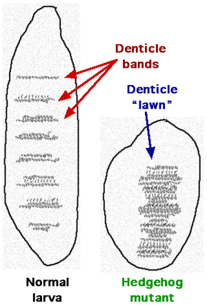 thumbnail of dbpedia resource