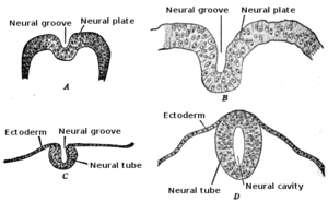 thumbnail of dbpedia resource