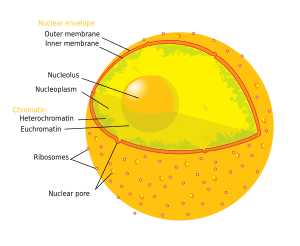 thumbnail of dbpedia resource