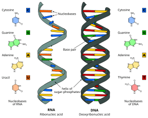 thumbnail of dbpedia resource