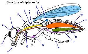 thumbnail of dbpedia resource