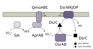 thumbnail of dbpedia resource