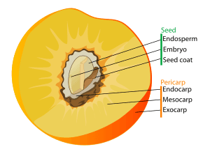 thumbnail of dbpedia resource