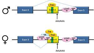 thumbnail of dbpedia resource