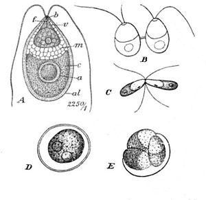 thumbnail of dbpedia resource