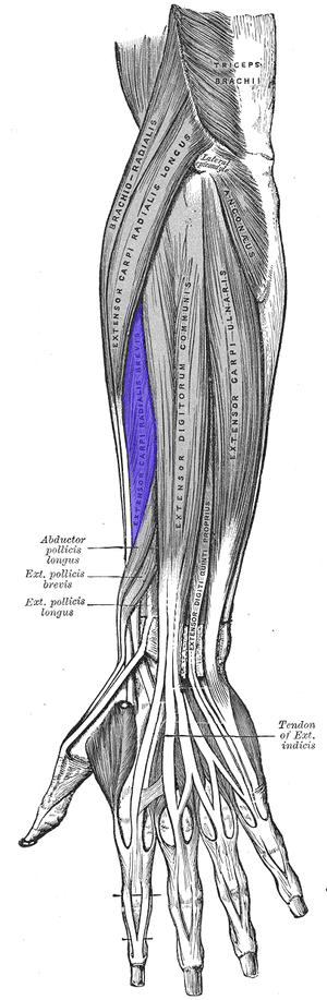 thumbnail of dbpedia resource